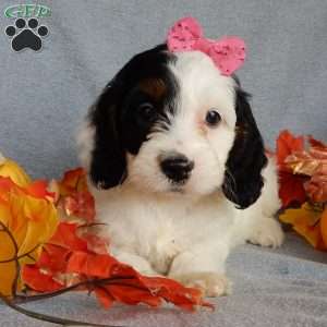 Snoopy, Cockapoo Puppy